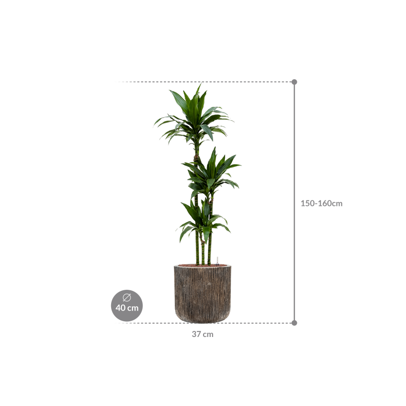 Dracaena Janet Craig in Baq Luxe Lite Universe Waterfall Cilinder