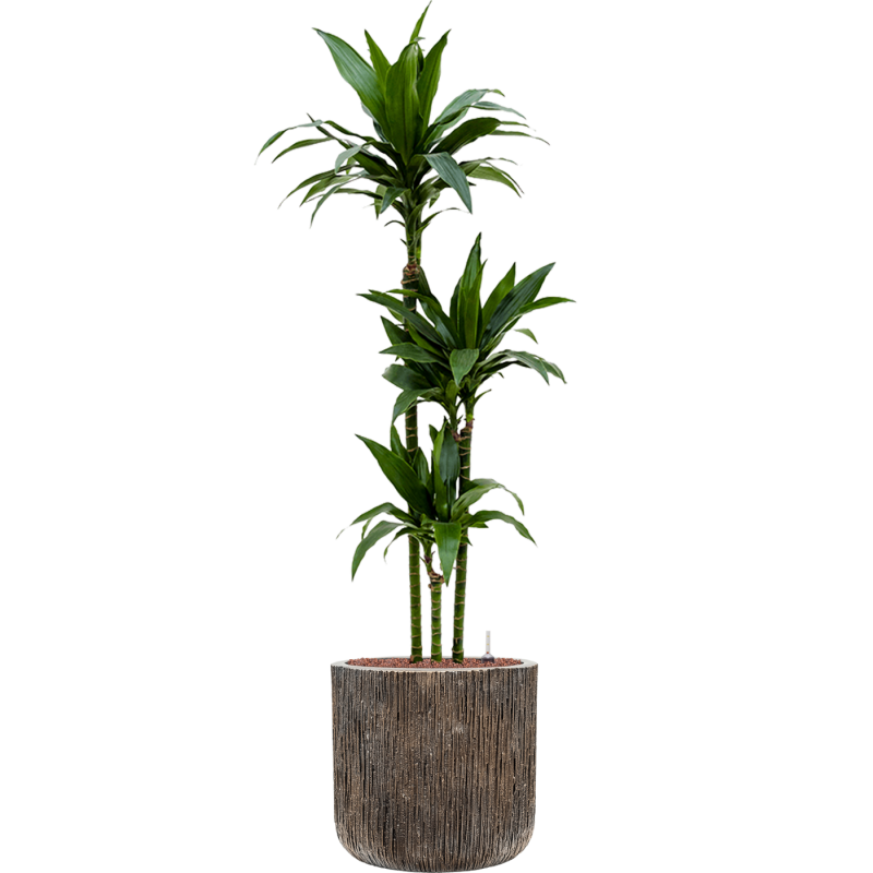 Dracaena Janet Craig in Baq Luxe Lite Universe Waterfall Cilinder