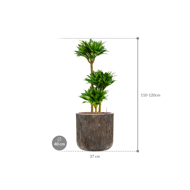 Dracaena Compacta in Baq Luxe Lite Universe