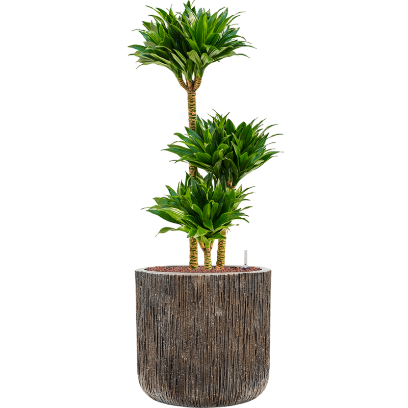 Dracaena Compacta in Baq Luxe Lite Universe