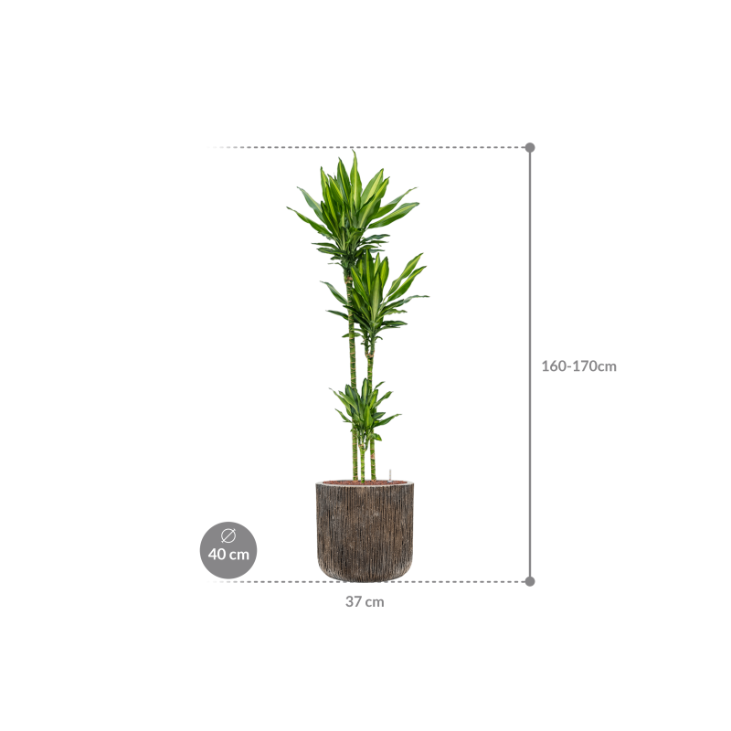Dracaena Cintho in Baq Luxe Lite Universe Cilinder