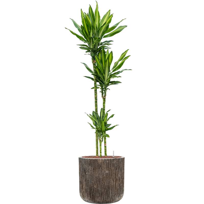 Dracaena Cintho in Baq Luxe Lite Universe Cilinder