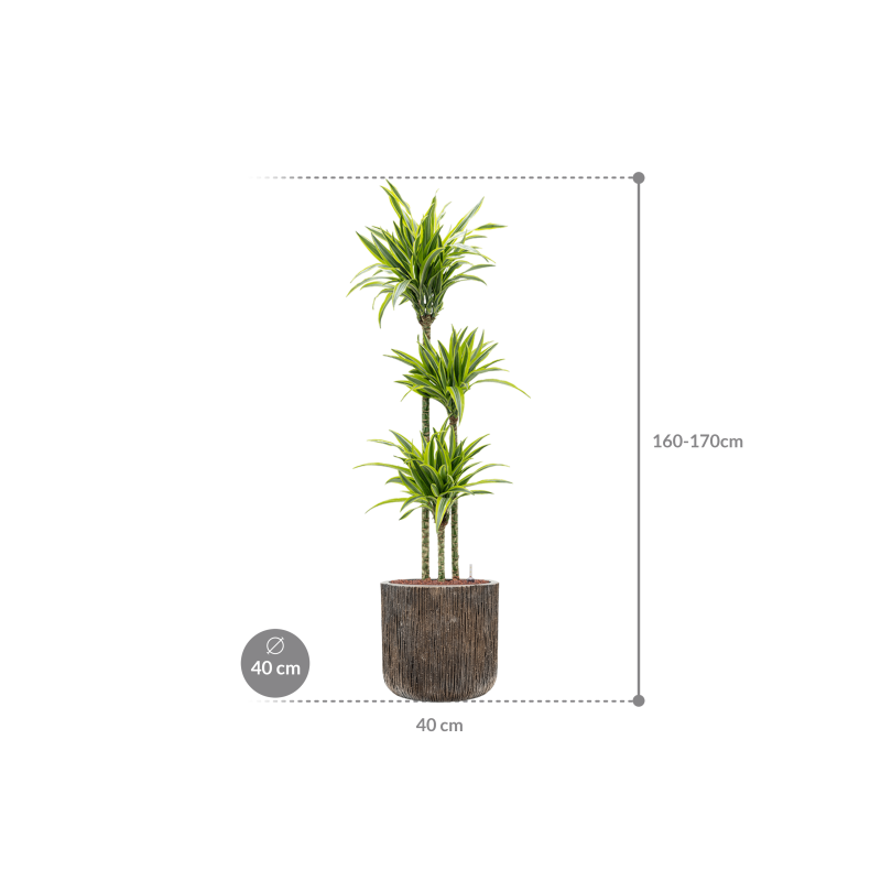 Dracaena Lemon Lime in Baq Luxe Lite Universe Waterfall Cilinder
