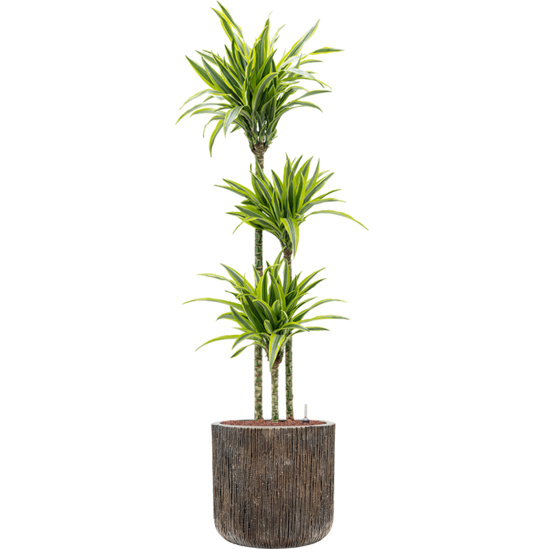 Dracaena Lemon Lime in Baq Luxe Lite Universe Waterfall Cilinder