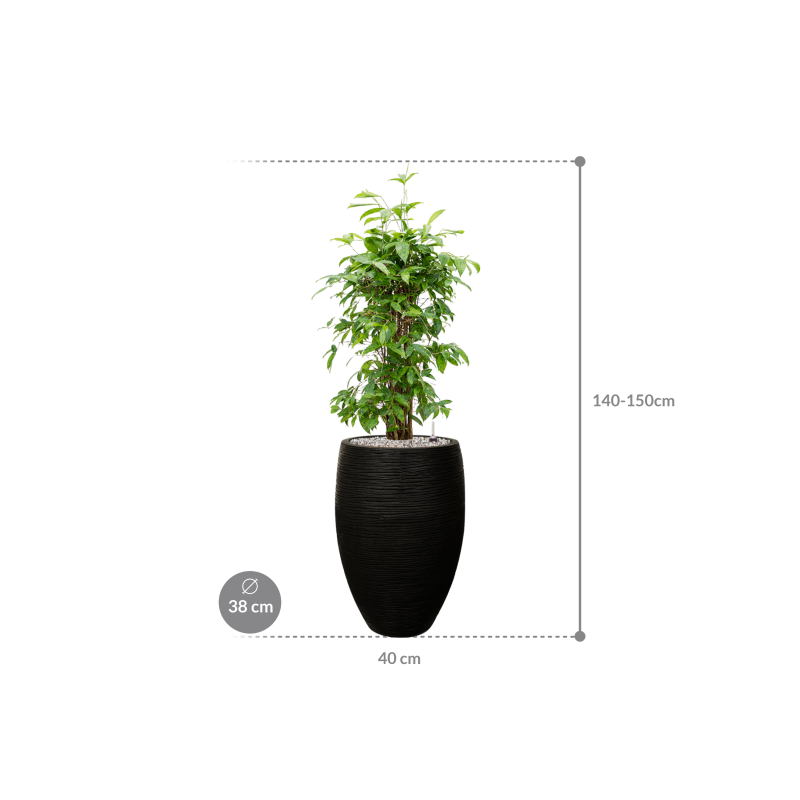 Dracaena Surculosa in Capi Nature Rib Vase Deluxe Zwart