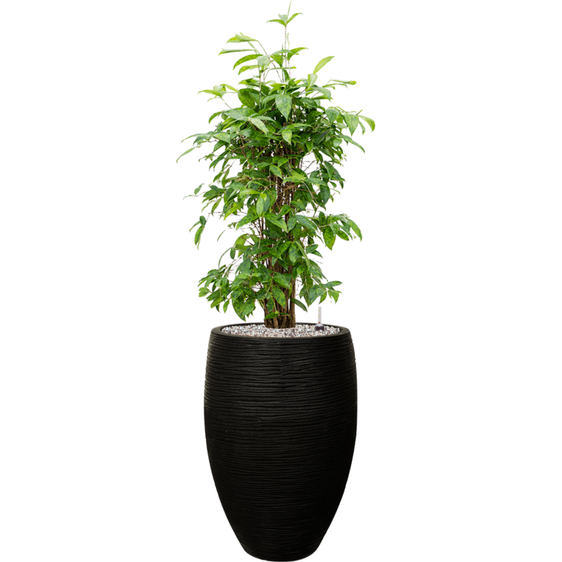 Dracaena Surculosa in Capi Nature Rib Vase Deluxe Zwart