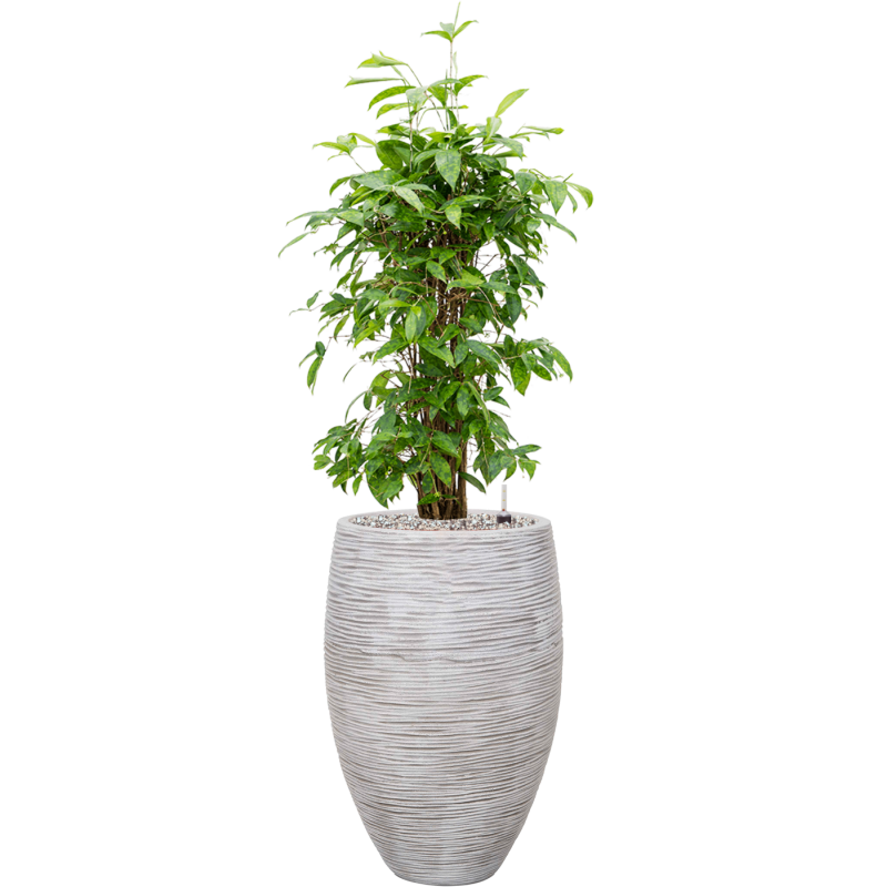 Dracaena Surculosa in Capi Nature Rib Vase Deluxe Wit