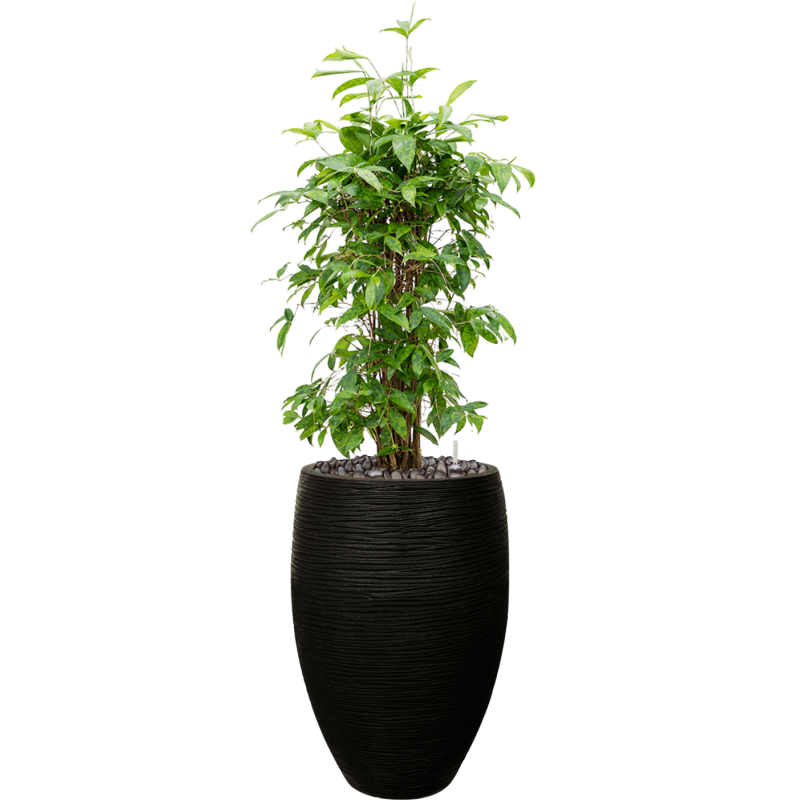 Dracaena Surculosa in Capi Nature Rib Vase Deluxe Zwart