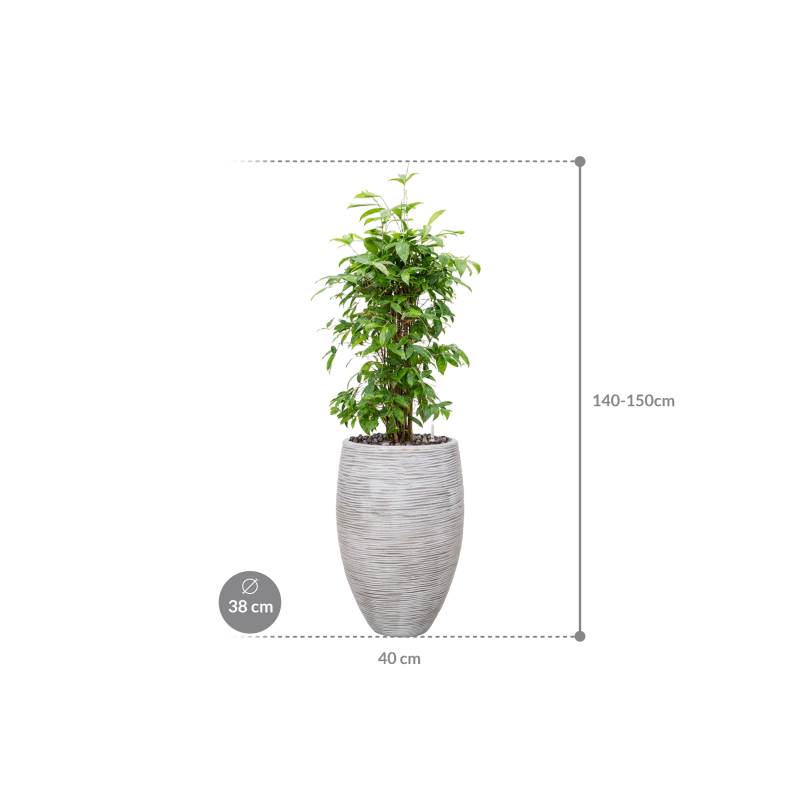 Dracaena Surculosa in Capi Nature Rib Vase Deluxe Wit