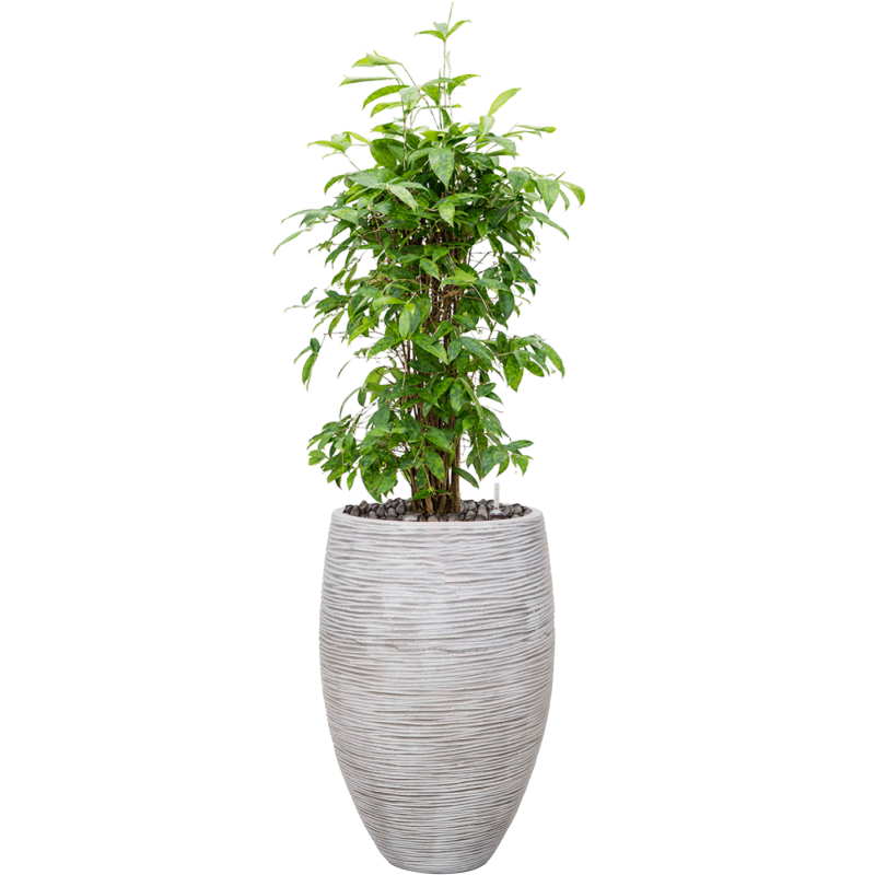 Dracaena Surculosa in Capi Nature Rib Vase Deluxe Wit