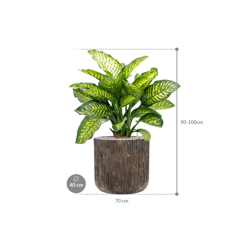 Dieffenbachia Maroba in Baq Luxe Lite Universe Waterfall Cilinder