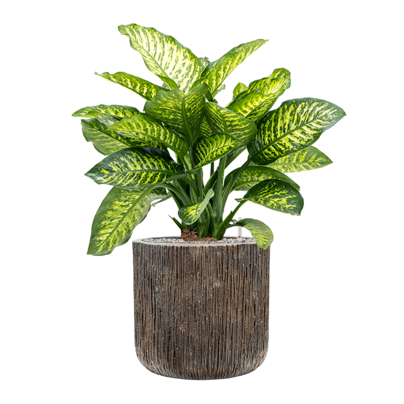 Dieffenbachia Maroba in Baq Luxe Lite Universe Waterfall Cilinder