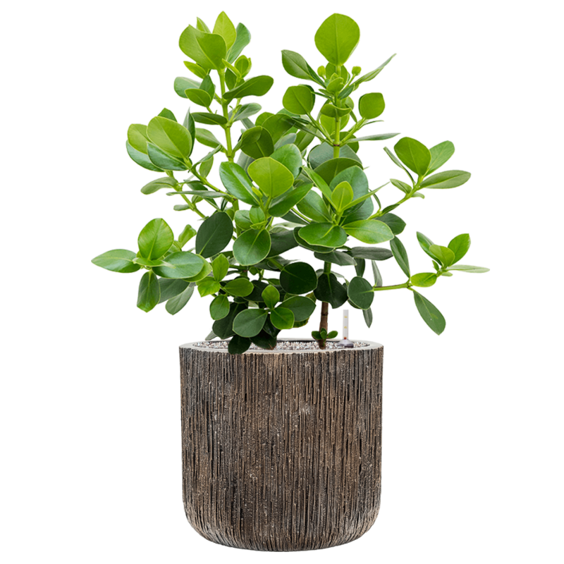 Clusia rosea Princess in Baq Luxe Lite Universe Waterfall Cilinder