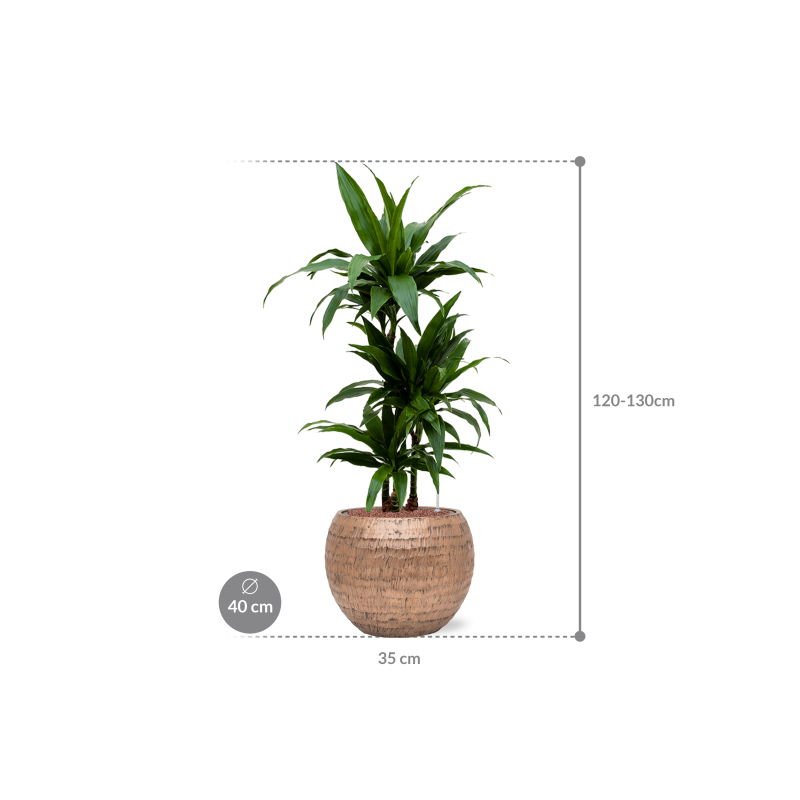 Dracaena Janet Craig in Baq Opus Hammered Globe Goud