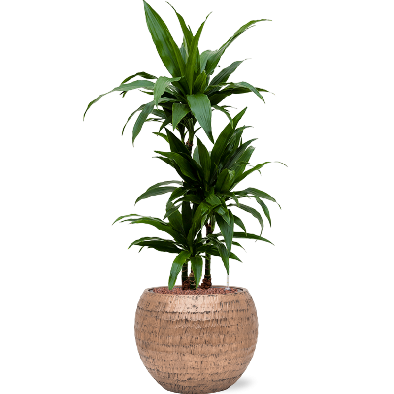 Dracaena Janet Craig in Baq Opus Hammered Globe Goud
