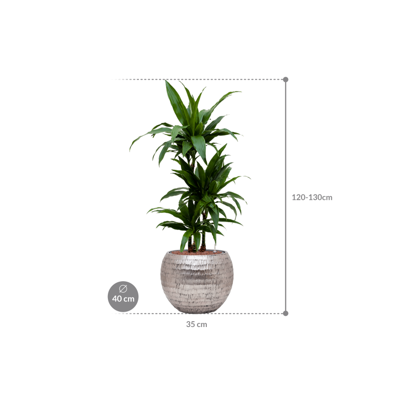 Dracaena Janet Craig in Baq Opus Hammered Globe Zilver