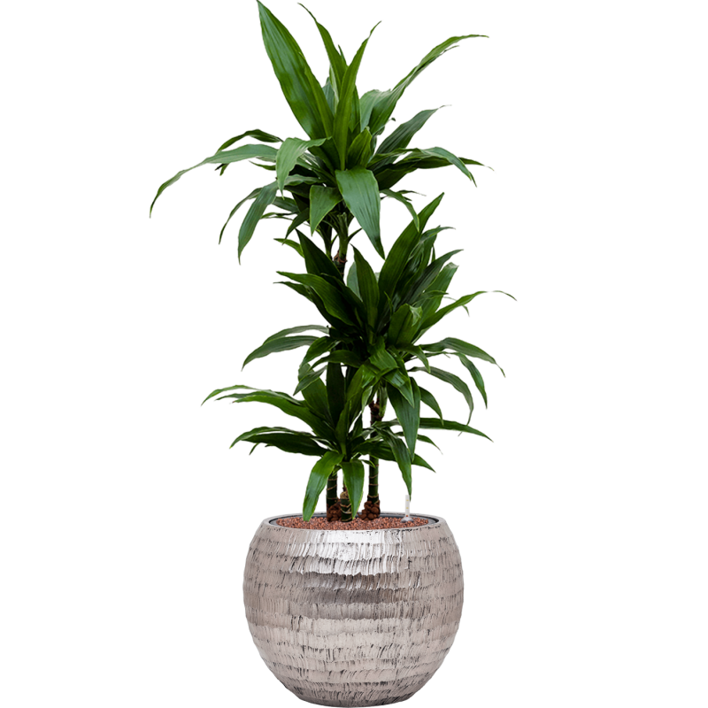 Dracaena Janet Craig in Baq Opus Hammered Globe Zilver