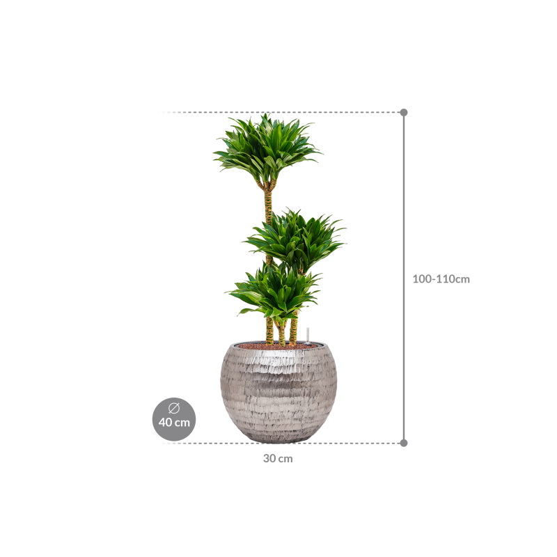 Dracaena Compacta in Baq Opus Hammered Globe Dracaena fragrans 'Compacta' in Baq Opus Hammered Zilver