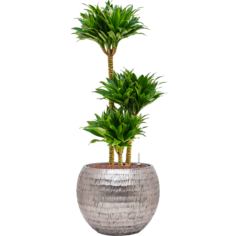 Dracaena Compacta in Baq Opus Hammered Globe Dracaena fragrans 'Compacta' in Baq Opus Hammered Zilver