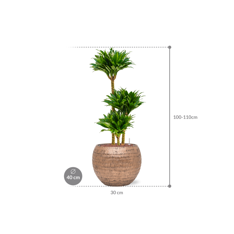 Dracaena Compacta in Baq Opus HammeredDracaena fragrans 'Compacta' in Baq Opus Hammered Globe Goud