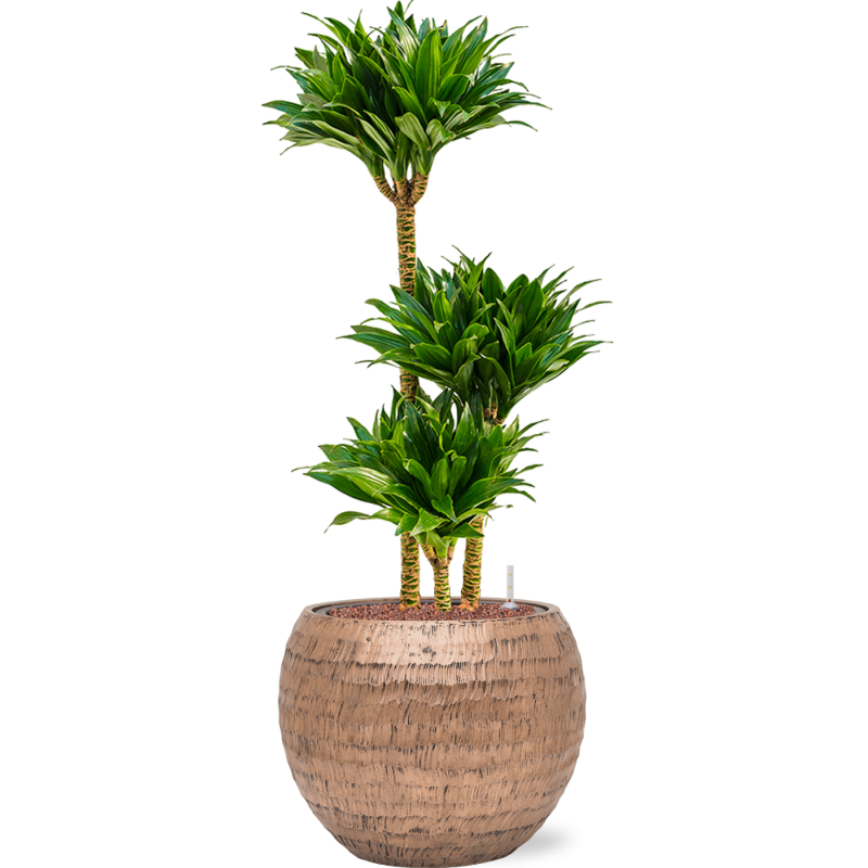 Dracaena Compacta in Baq Opus HammeredDracaena fragrans 'Compacta' in Baq Opus Hammered Globe Goud