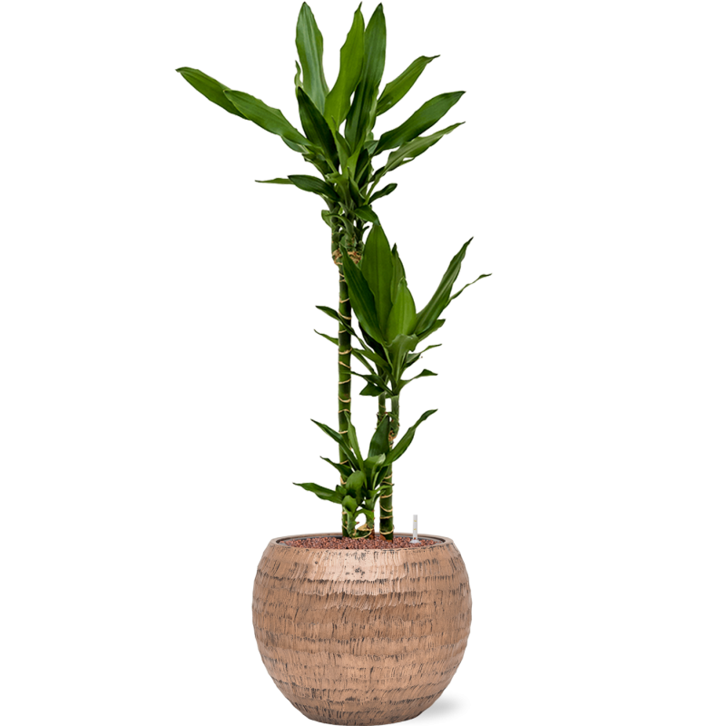 Dracaena Janet Lind in Baq Opus Hammered Globe Goud