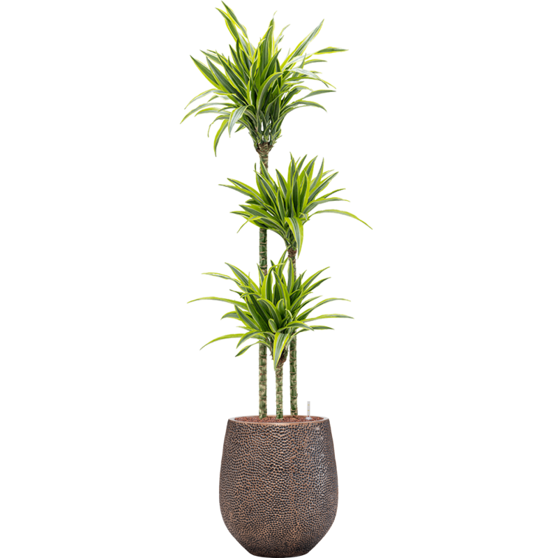 Dracaena Lemon Lime in Baq Opus Darcy Goud