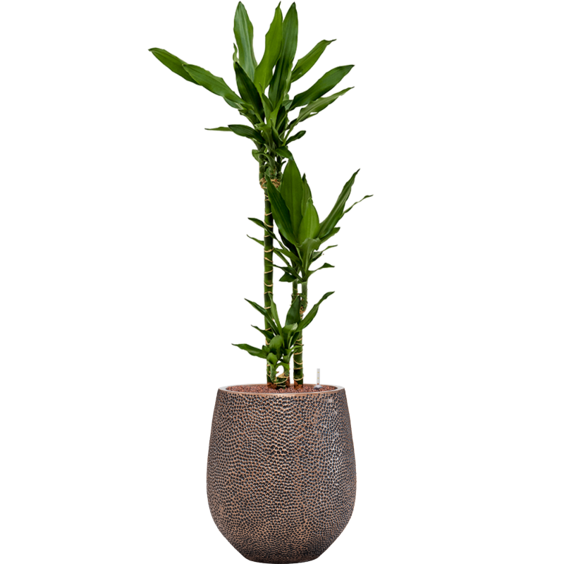 Dracaena Janet Lind in Baq Opus Darcy Goud