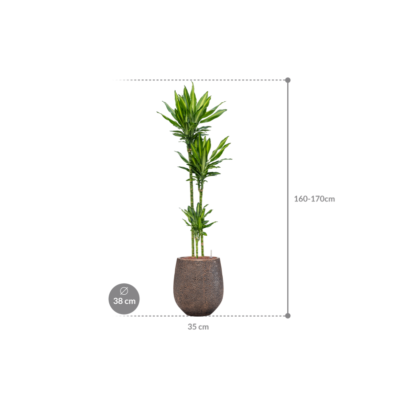 Dracaena Cintho in Baq Opus Darcy Goud