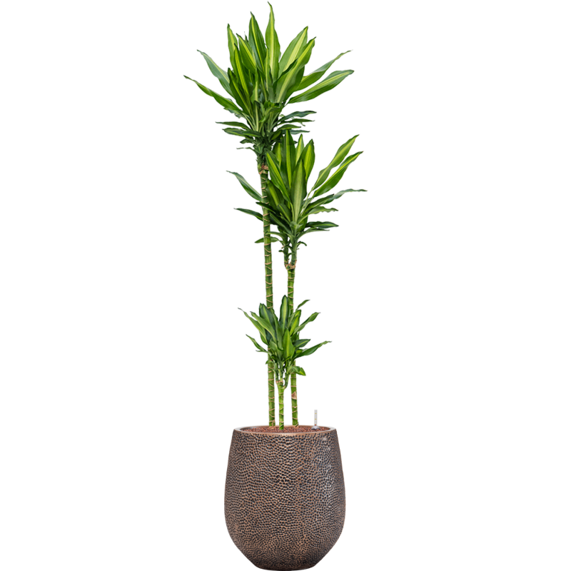 Dracaena Cintho in Baq Opus Darcy Goud