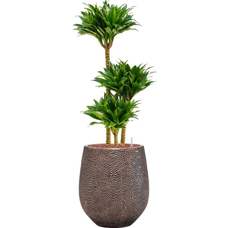 Dracaena Compacta in Baq Opus Darcy Goud