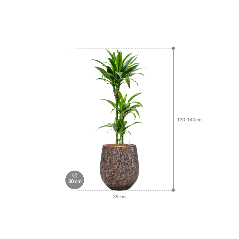 Dracaena Arturo in Baq Opus Darcy Goud