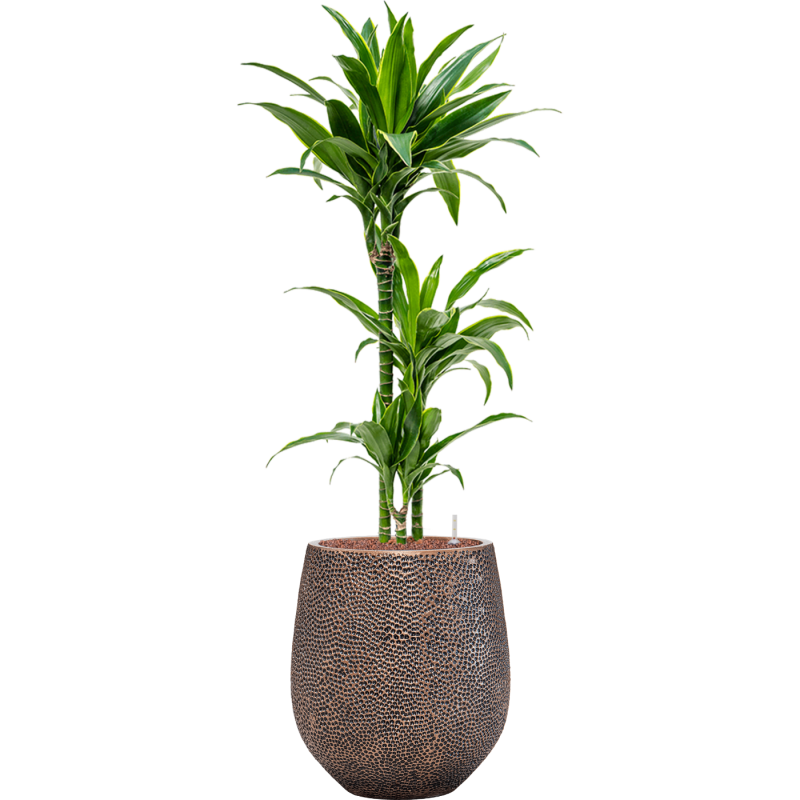 Dracaena Arturo in Baq Opus Darcy Goud