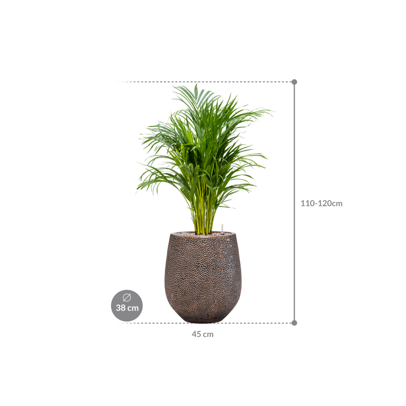 Areca Lutescens in Baq Opus Darcy Goud