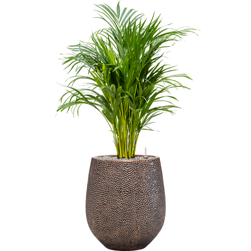 Areca Lutescens in Baq Opus Darcy Goud