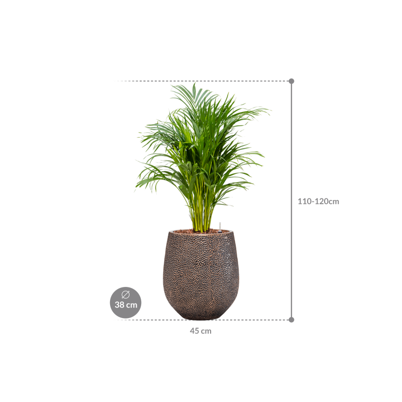 Areca Lutescens in Baq Opus Hit