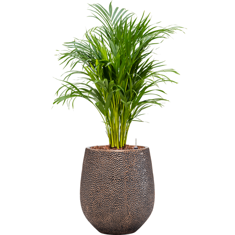Areca Lutescens in Baq Opus Hit