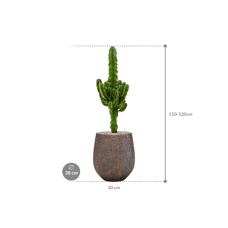 Euphorbia Erytrea in Baq Opus Darcy Goud