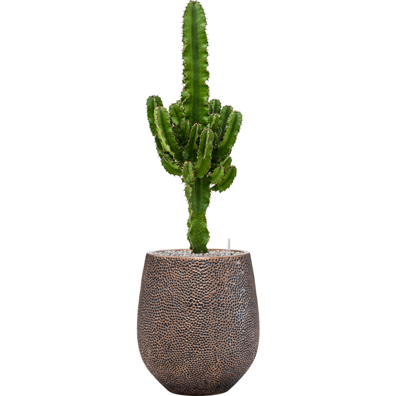 Euphorbia Erytrea in Baq Opus Darcy Goud