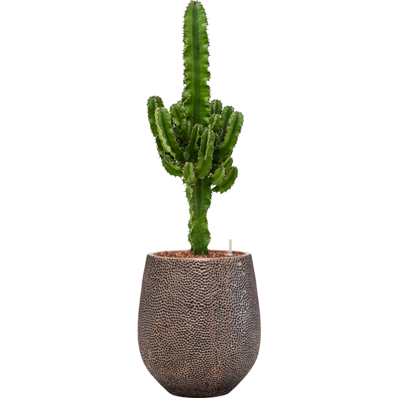 Euphorbia Erytrea in Baq Opus Darcy Goud
