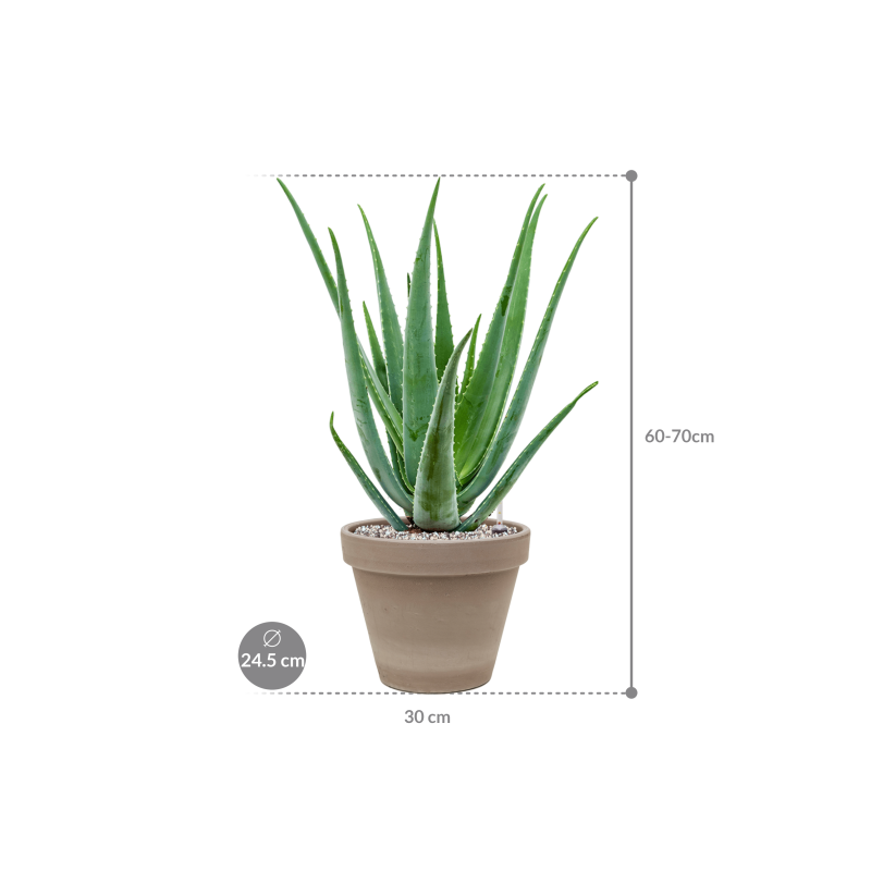 Aloe vera barbadensis in Terra Cotta