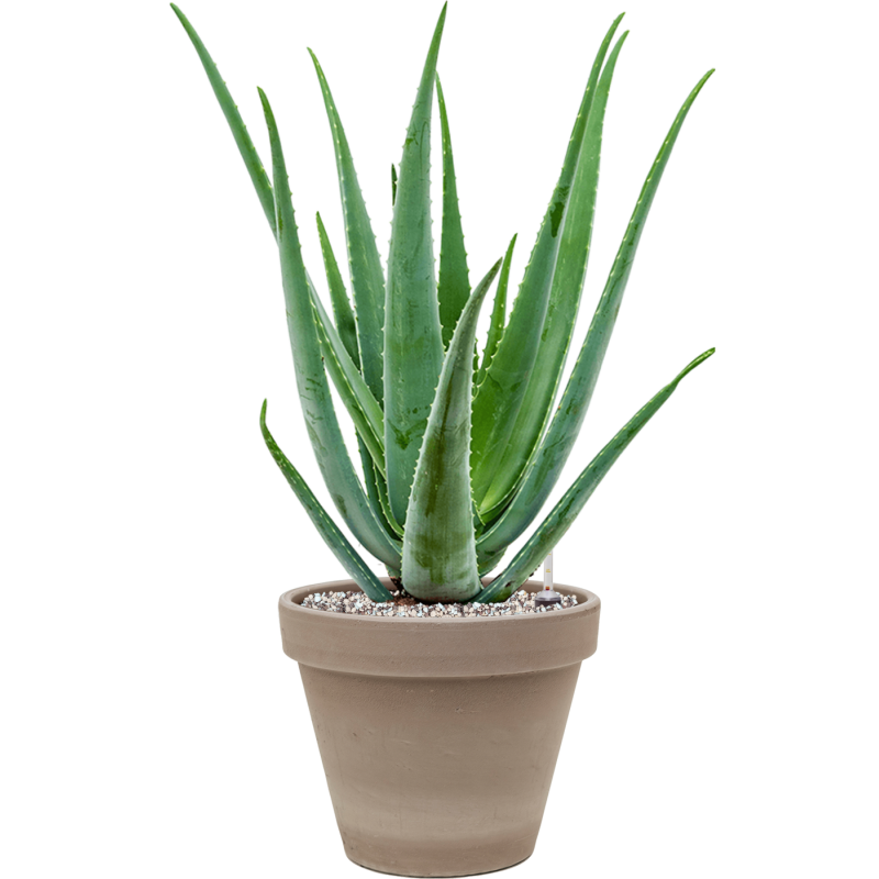 Aloe vera barbadensis in Terra Cotta