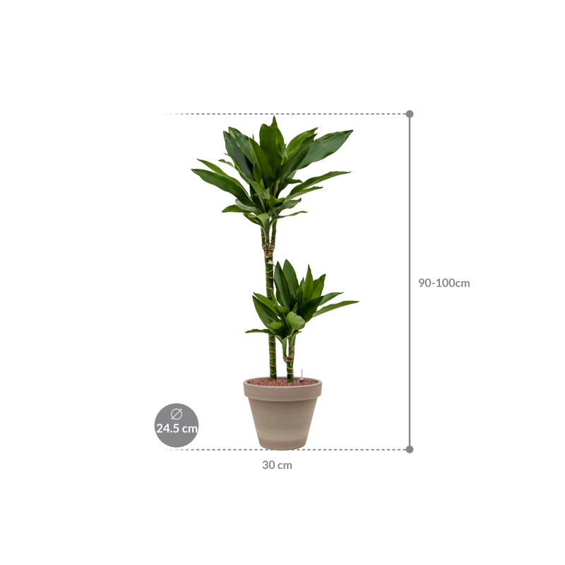 Dracaena fragrans Janet Lind in Terracotta Grijs