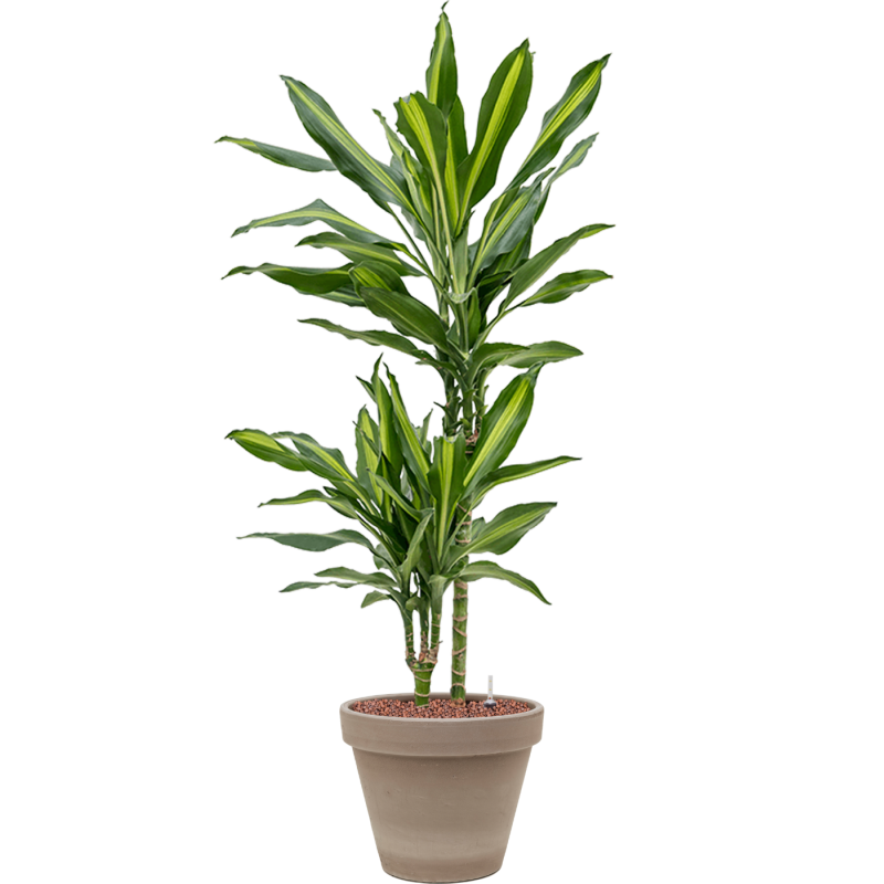 Dracaena Cintho in Terracotta Grijs