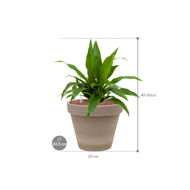 Dracaena Janet Craig in Terracotta Grijs