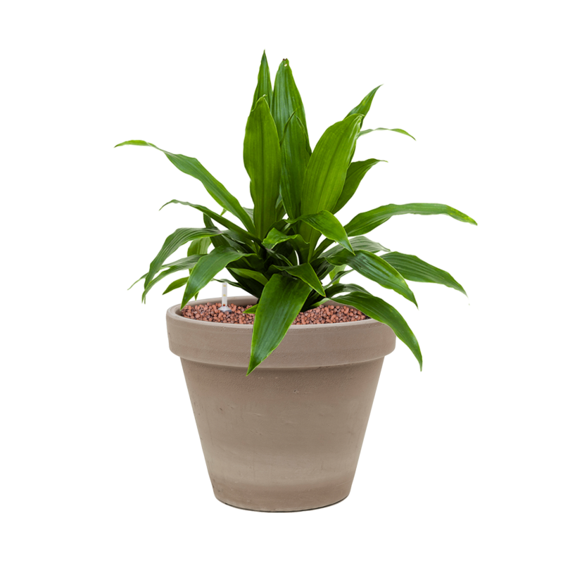 Dracaena Janet Craig in Terracotta Grijs