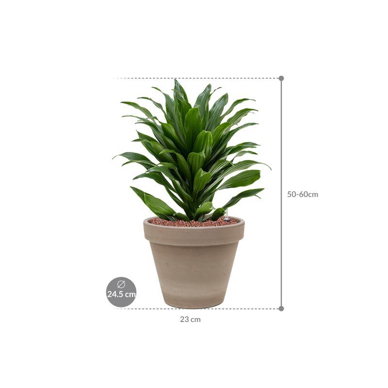 Dracaena Compacta in Terracotta Grijs