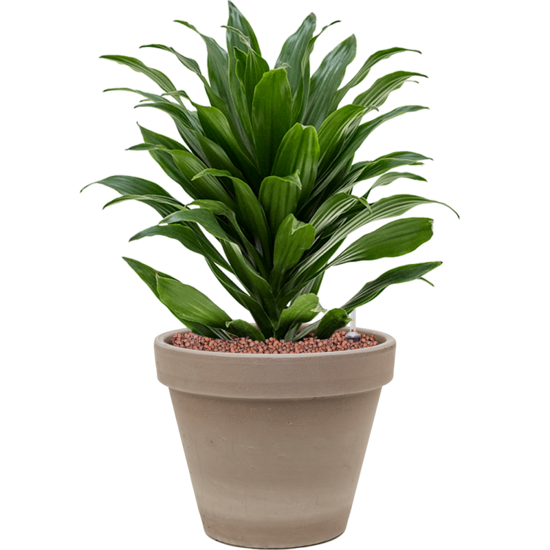 Dracaena Compacta in Terracotta Grijs