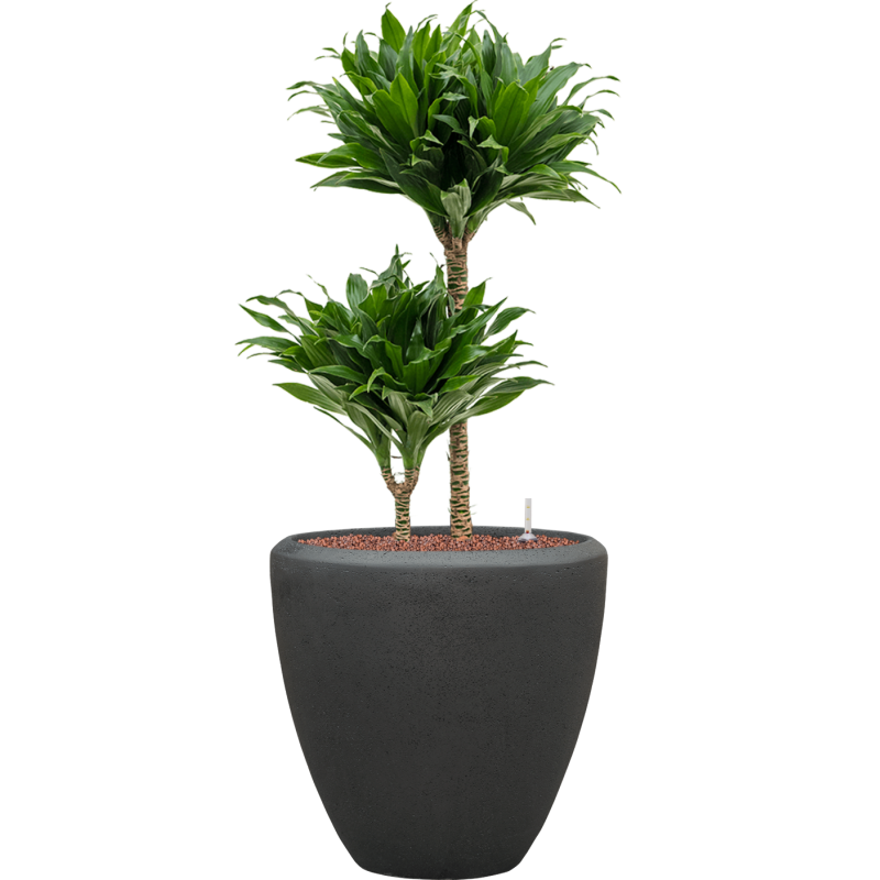 Dracaena Compacta in Baq Polystone Couple Zwart