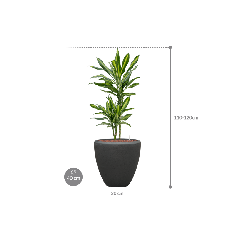 Dracaena Cintho in Baq Polystone Couple Zwart